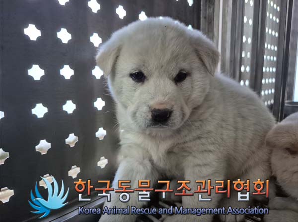 한국동물구조관리협회_441406202500011